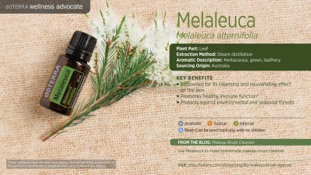 wa-melaleuca